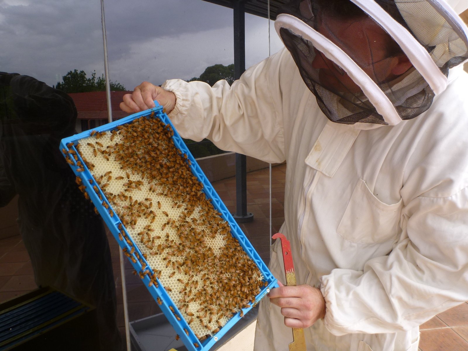 BeeKeeper Images