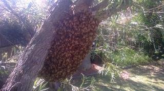 BeeKeeper Images