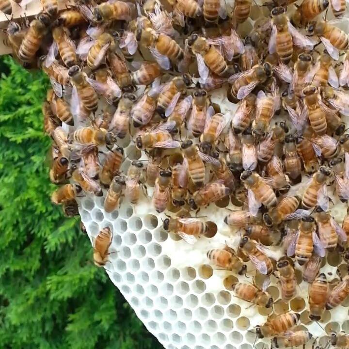 BeeKeeper Images