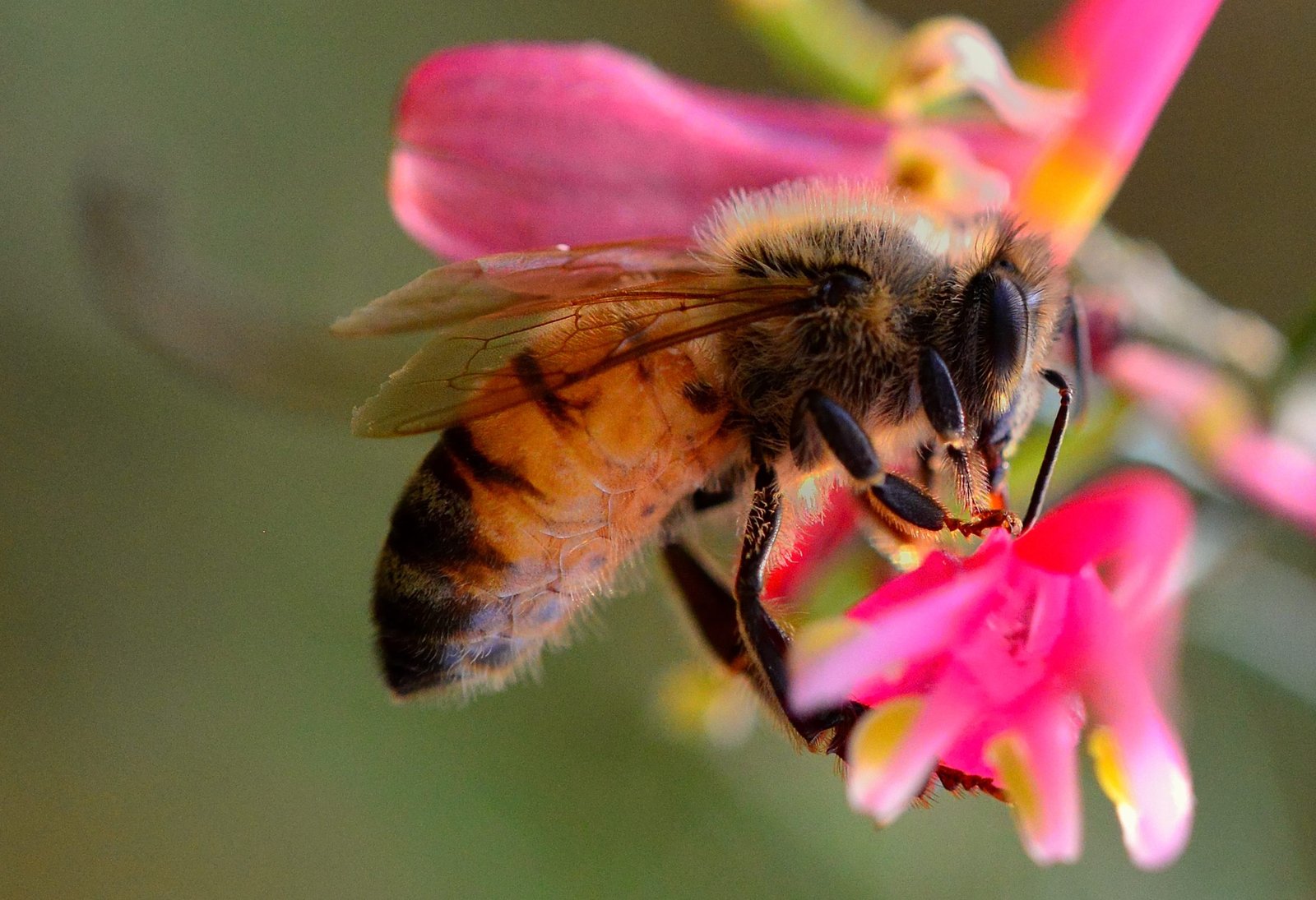 BeeKeeper Images