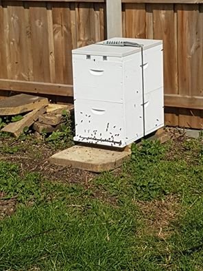 BeeKeeper Images