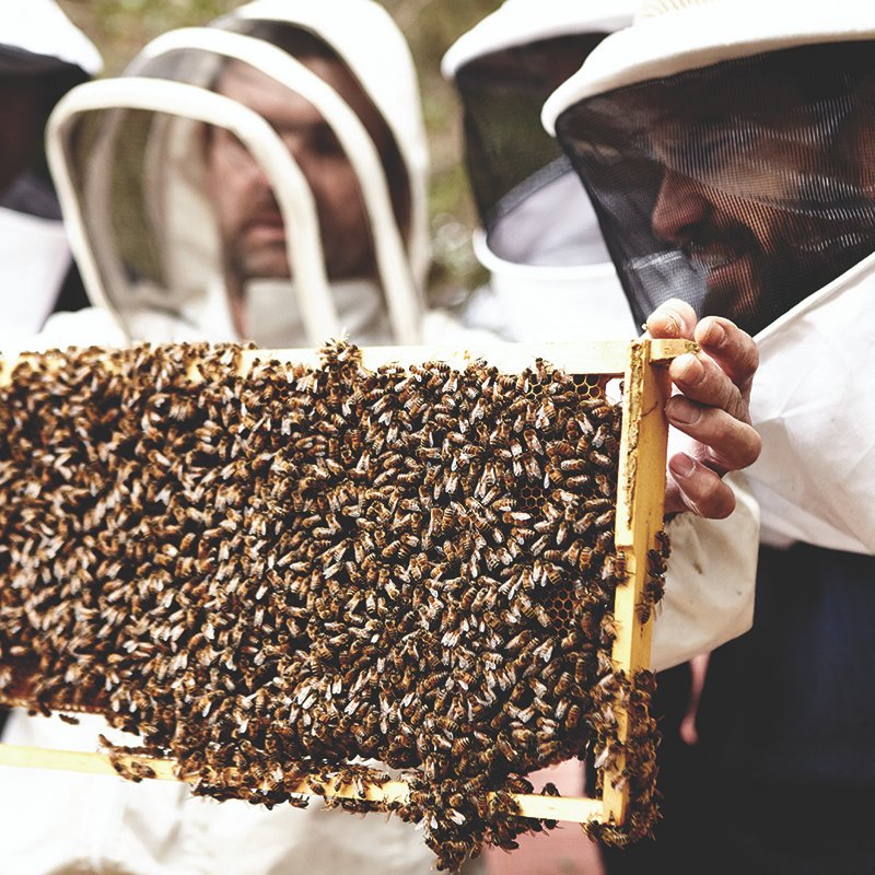 BeeKeeper Images