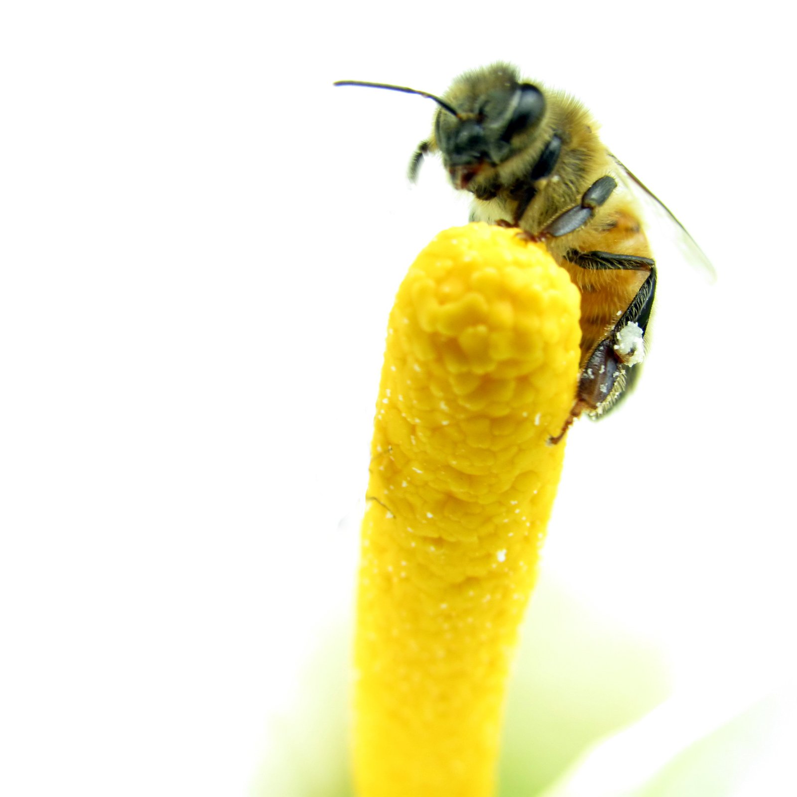 BeeKeeper Images