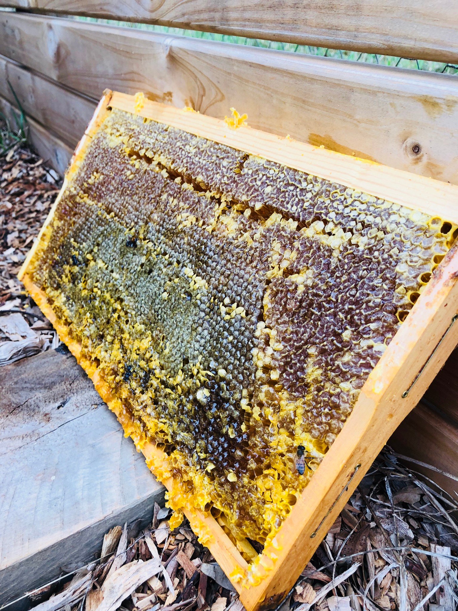 BeeKeeper Images