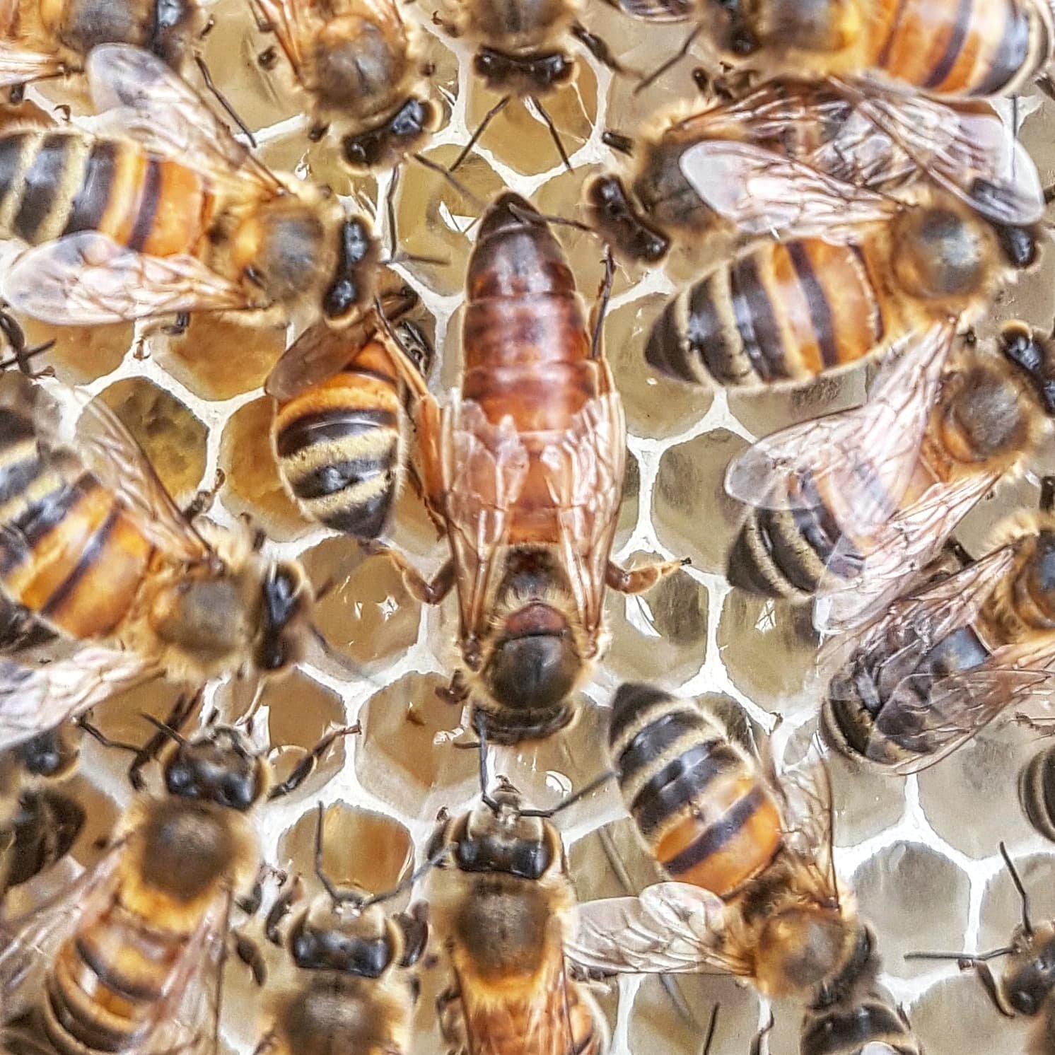 BeeKeeper Images