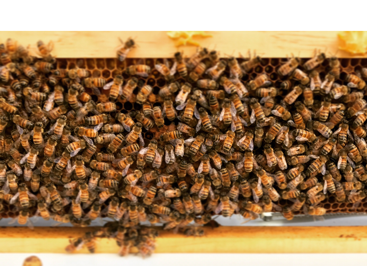 BeeKeeper Images