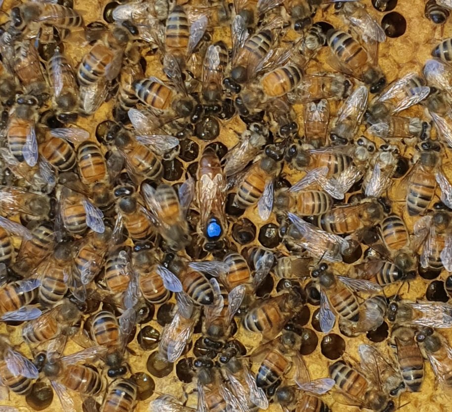 BeeKeeper Images