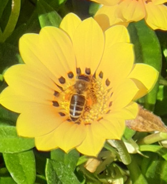 BeeKeeper Images