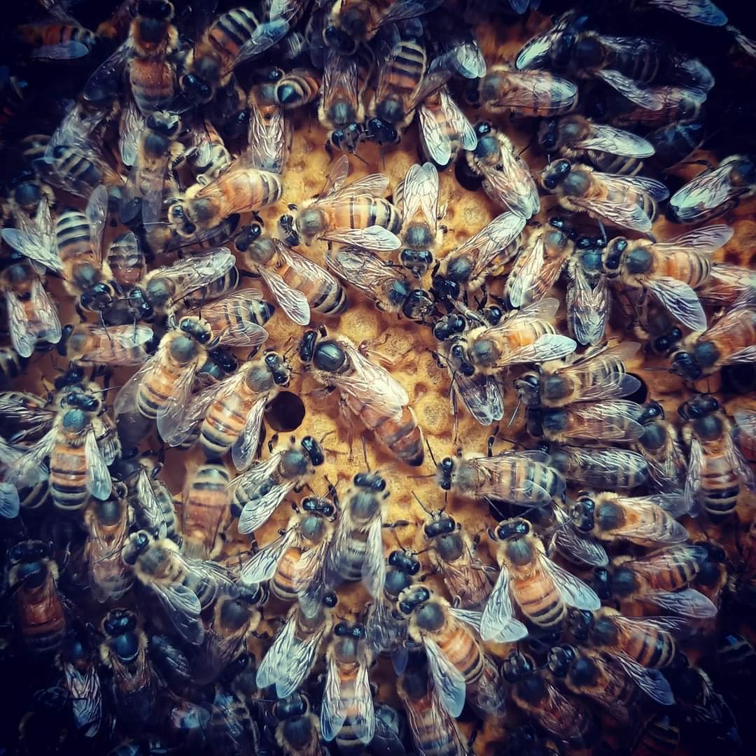 BeeKeeper Images