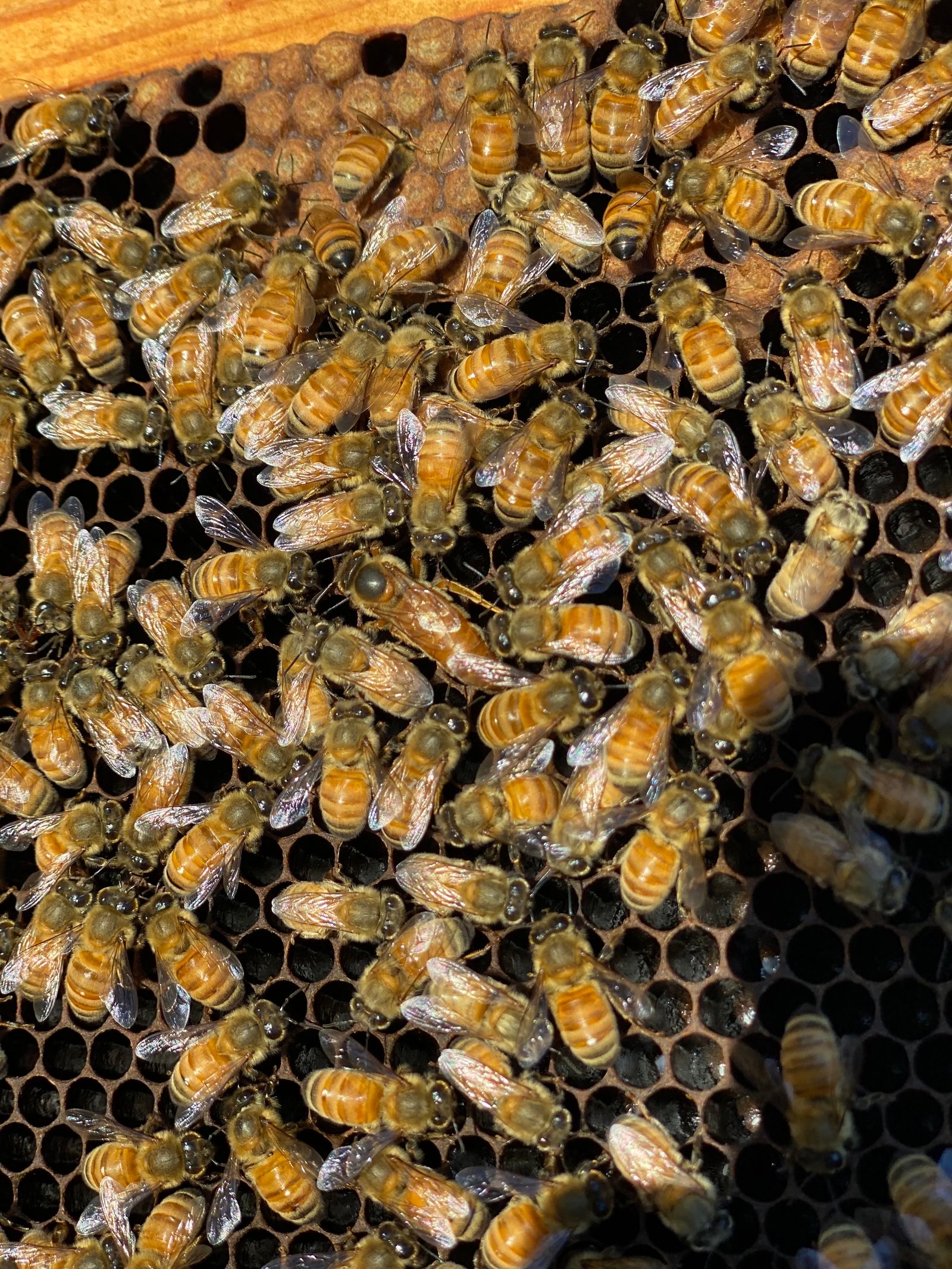 BeeKeeper Images